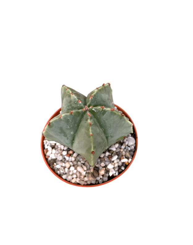 Astrophytum myriostigma nudum 2