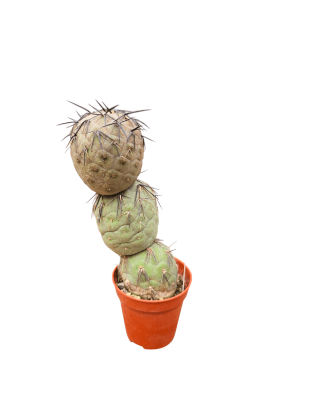 Tephrocactus geometricus 1