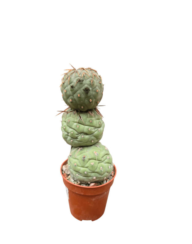 Tephrocactus geometricus 3