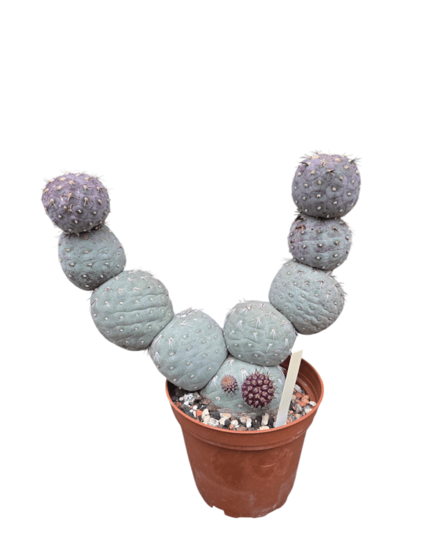 Tephrocactus geometricus 3