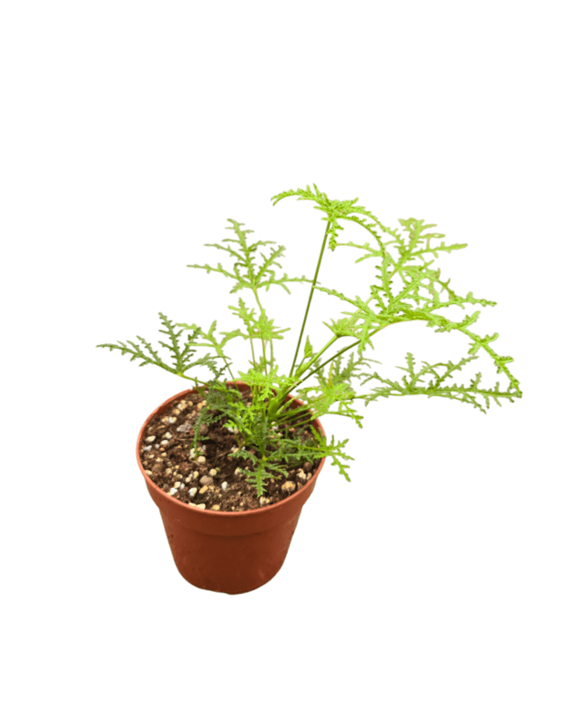 Pelargonium filicifolium