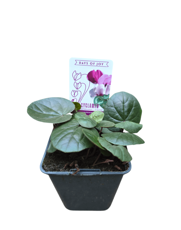 Cyclamen coum (baltai rožinis)