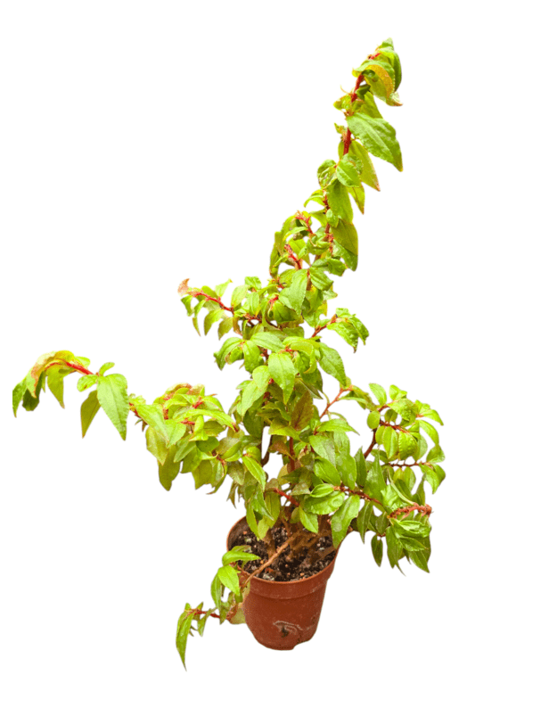 Begonia fuchsioides