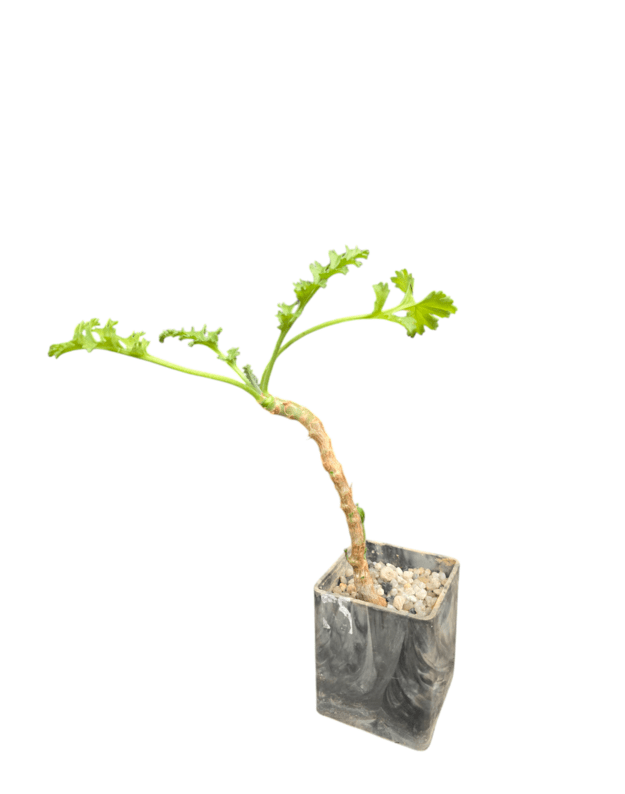 Pelargonium carnosum