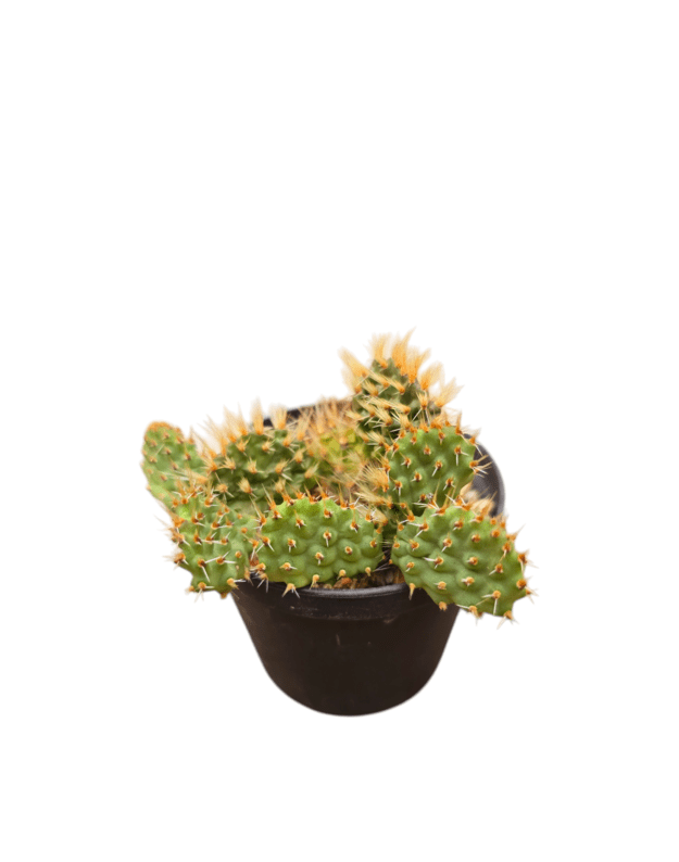 Airampoa pinsel