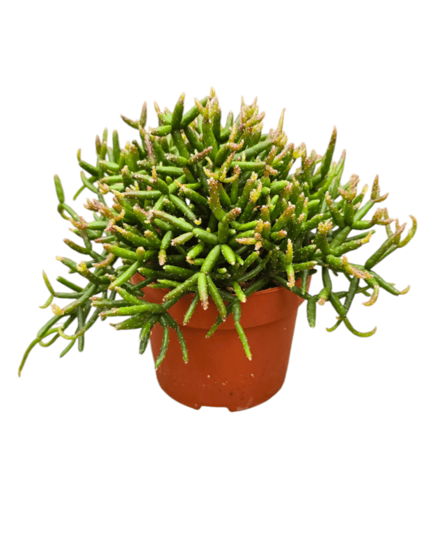 Rhipsalis burchellii