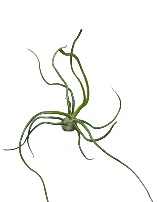 Tillandsia sp. 4