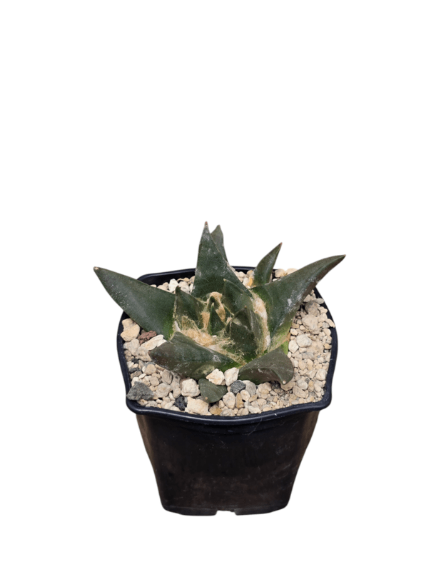 Ariocarpus retusus 2