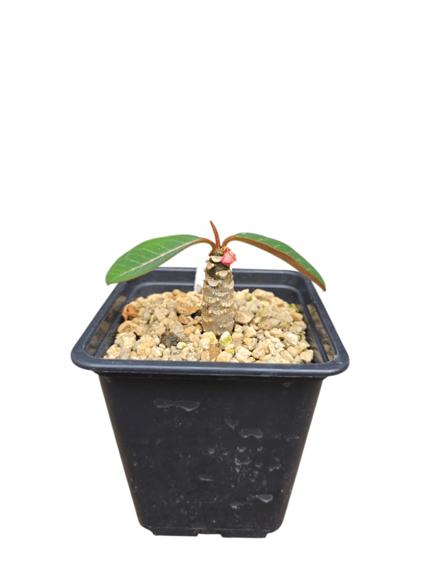 Euphorbia millotii