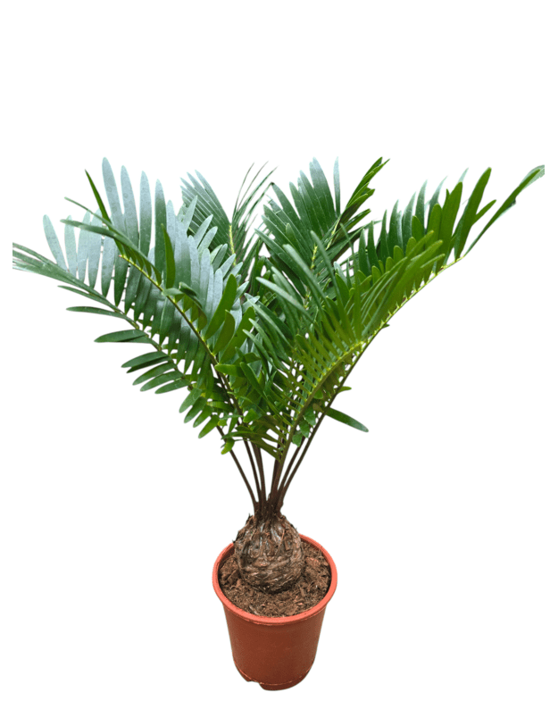 Zamia floridiana