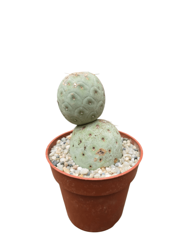 Tephrocactus geometricus 5