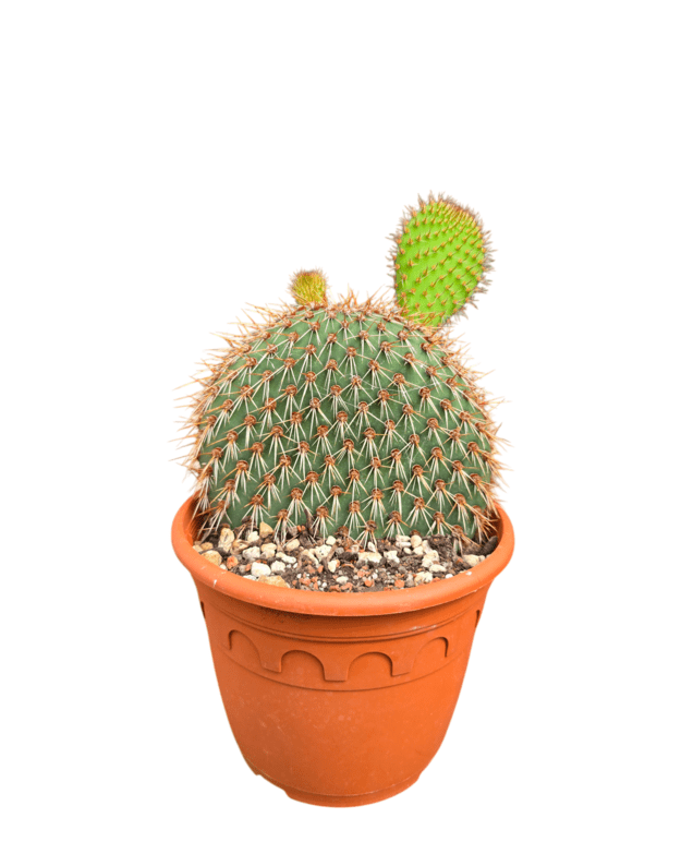 Opuntia pachyclada