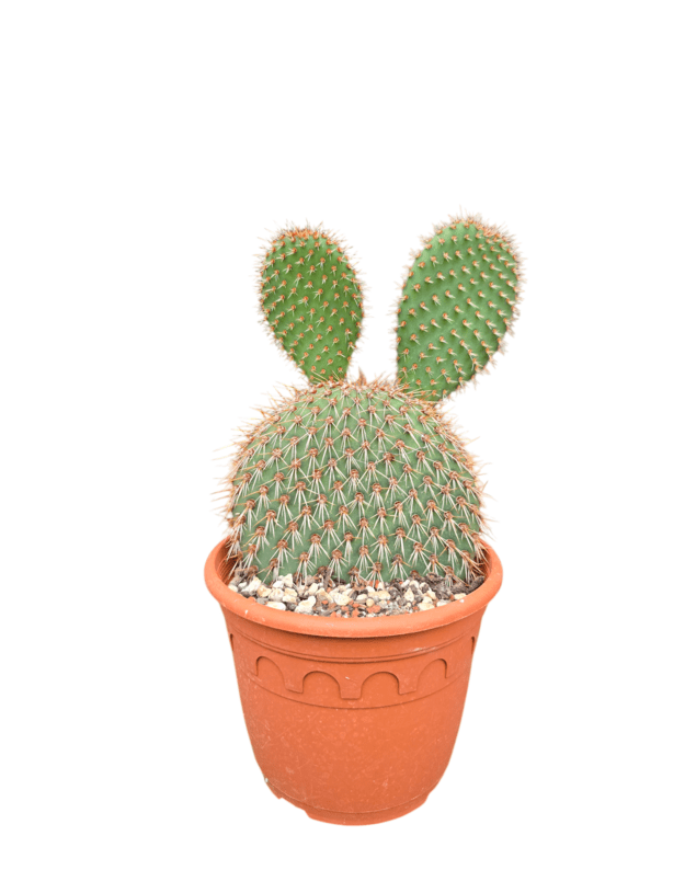 Opuntia pachyclada