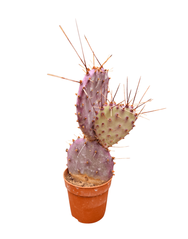 Opuntia santa rita