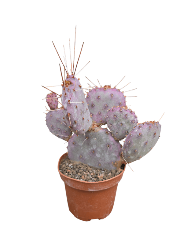 Opuntia santa rita