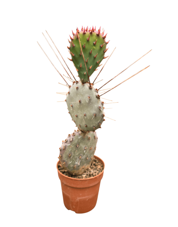 Opuntia santa rita