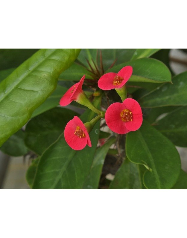 Euphorbia milii