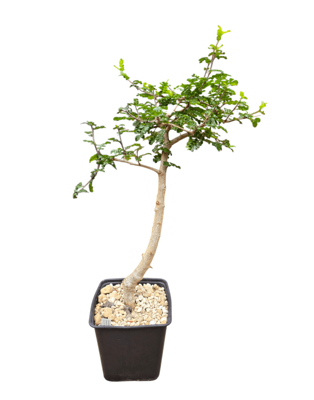 Operculicarya decaryi