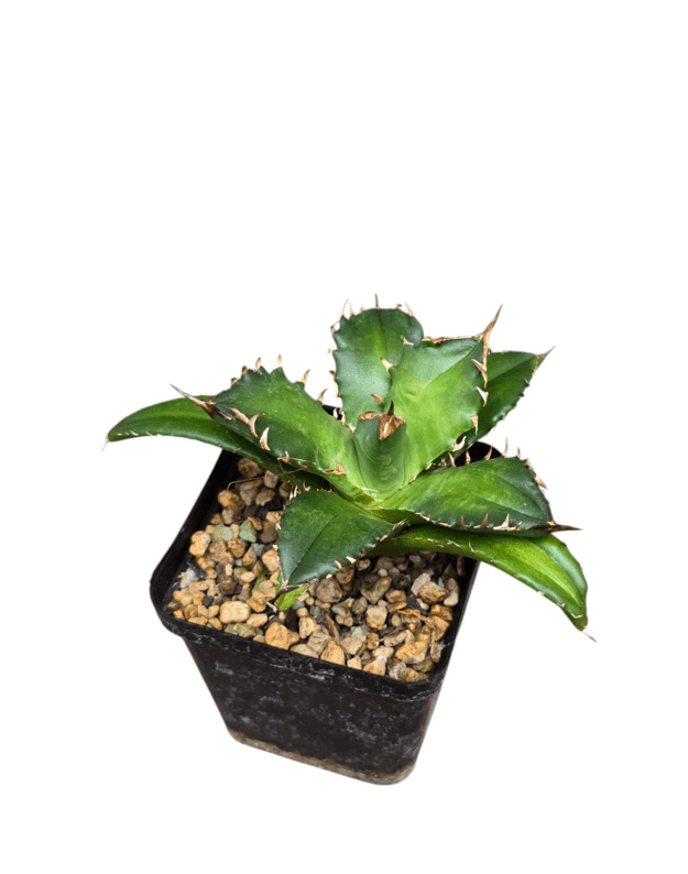 Agave titanota