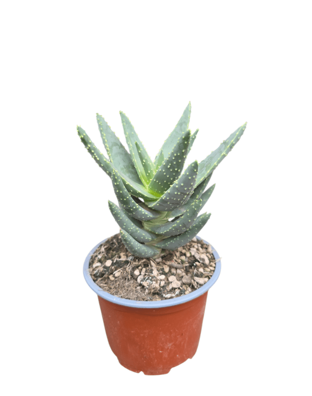 Aloe dichotoma