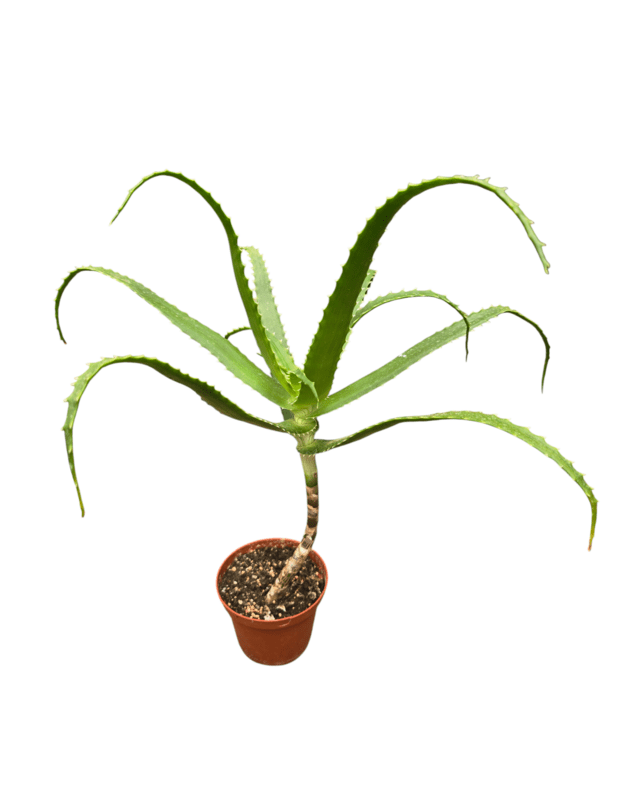 Aloe pluridens