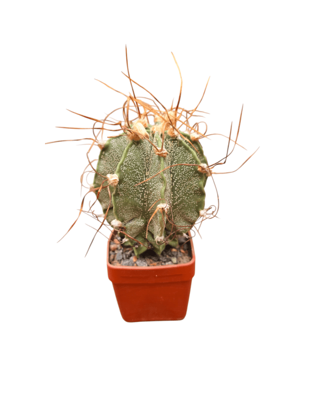 Astrophytum capricorne