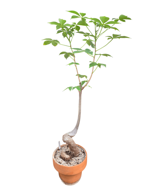 Chorisia insignis