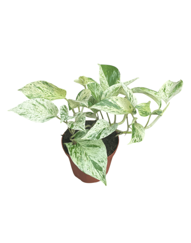 	Epipremnum snow leopard 