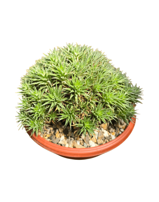 Abromeitiella chloracantha