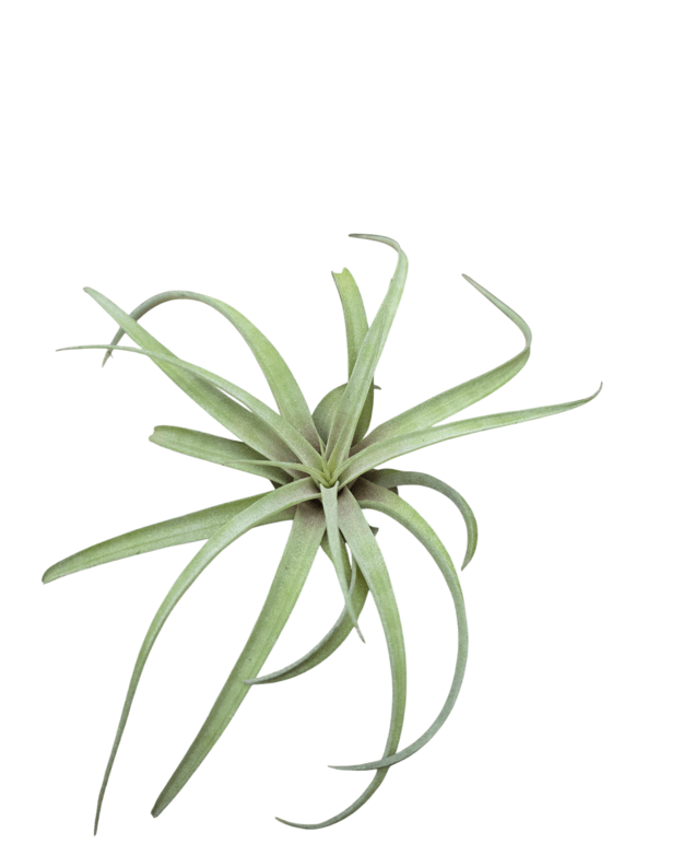 Tillandsia sp. 1