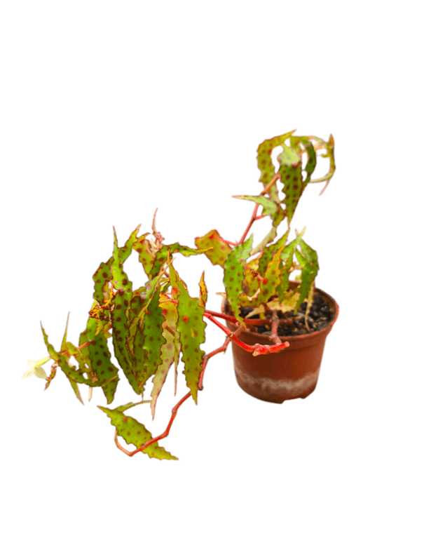 Begonia amphioxus