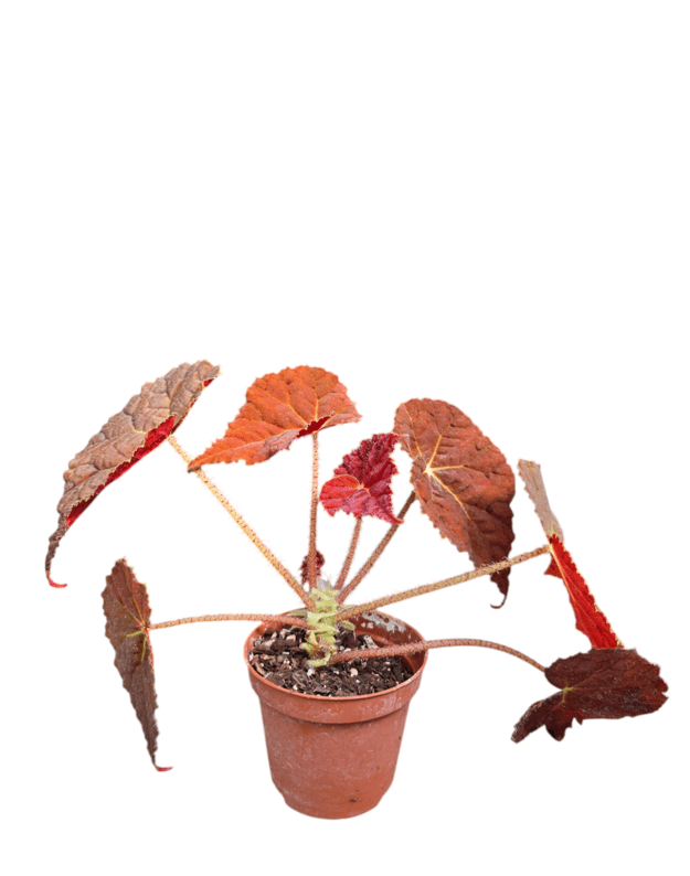 Begonia autumn embers