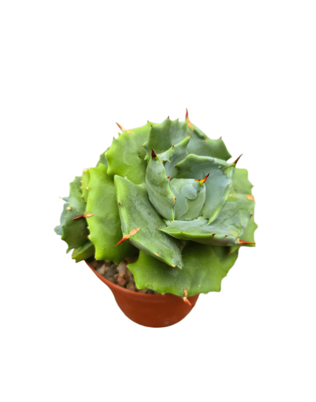 Agave potatorum verschaffeltii shoji rajin