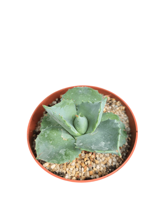 Agave potatorum verschaffeltii shoji rajin