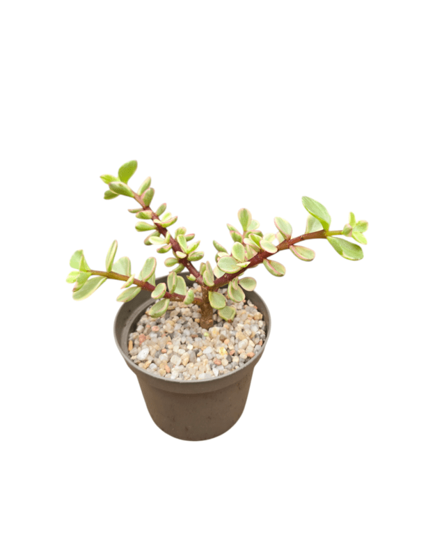Portulacaria afra variegata