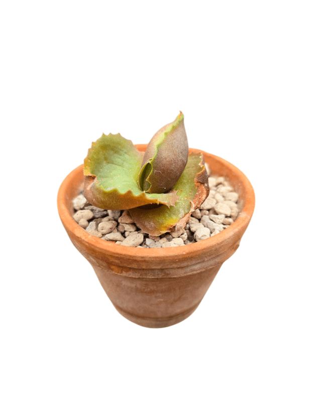 Agave marmorata cv. papilio platanoides