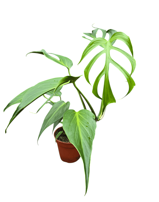 Monstera burle marx flame (labai retas)