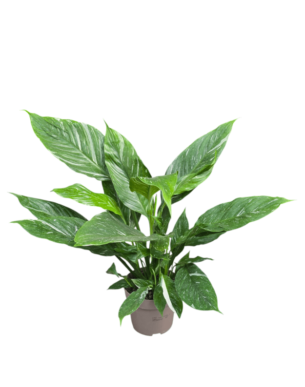 Spathiphyllum diamond