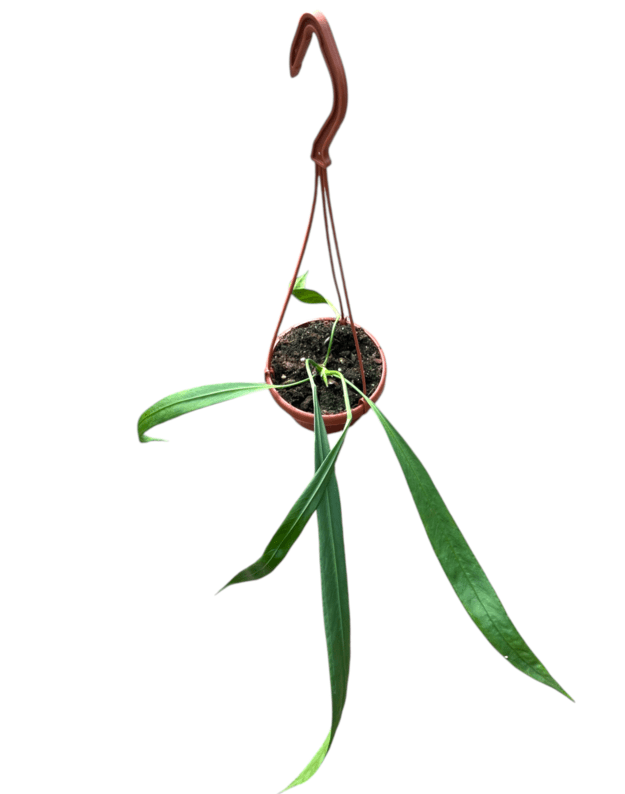 Anthurium vittarifolium 1