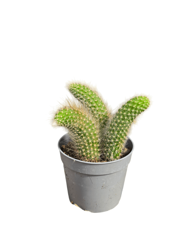 Hildewintera colademononis