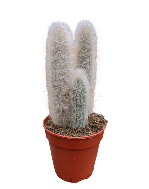 Cleistocactus sp.