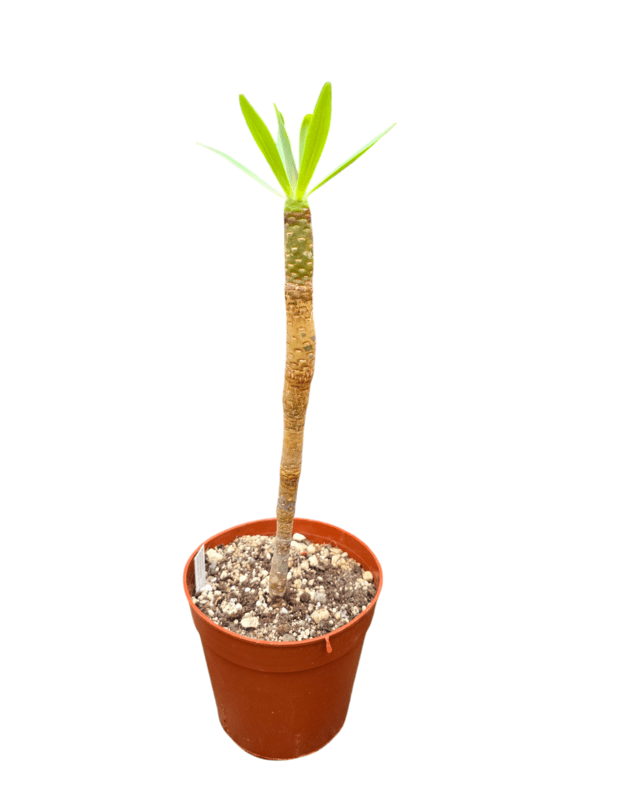 Euphorbia atropurpurea