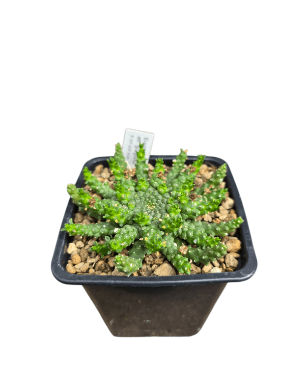 Euphorbia gorgonis