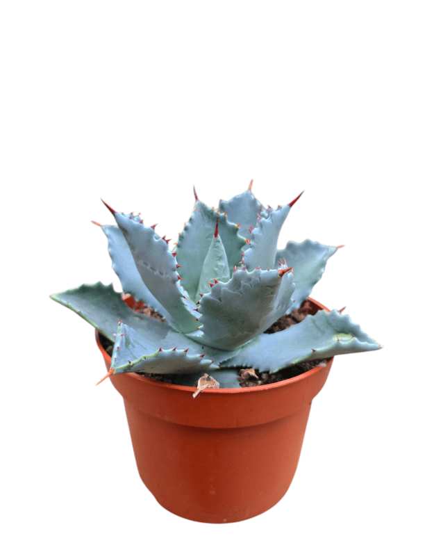 Agave potatorum