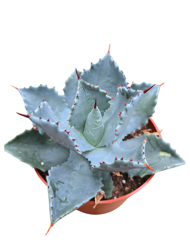 Agave potatorum