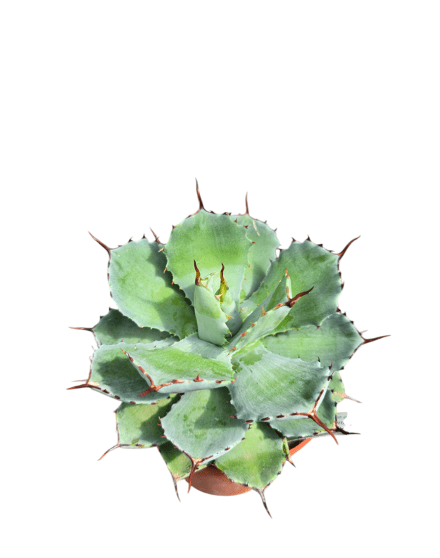 Agave huachucensis