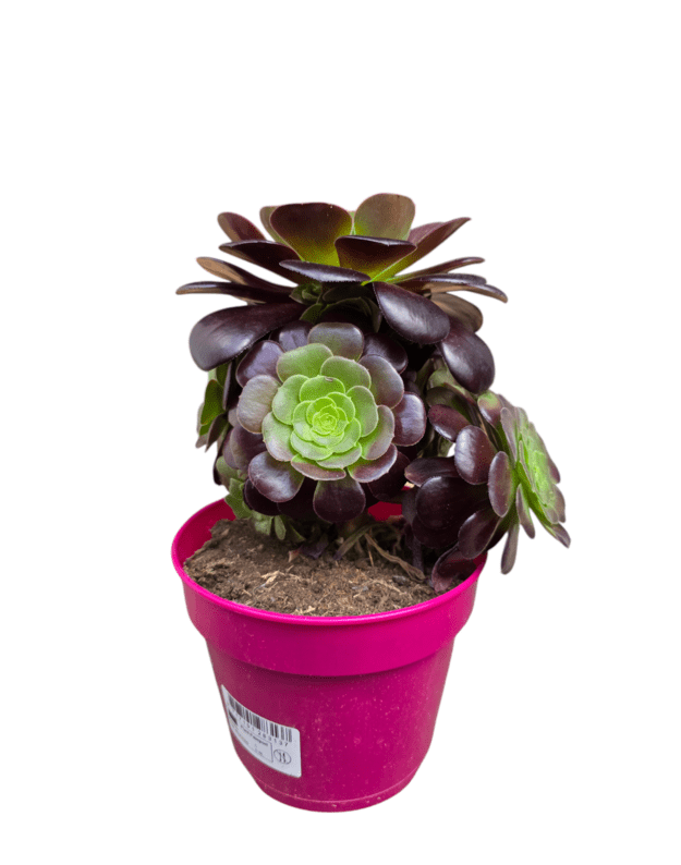 Aeonium velour