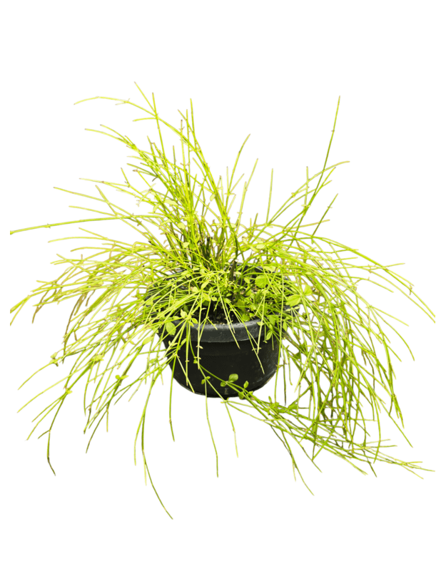 Russelia equisetiformis (rauodoni žiedai)