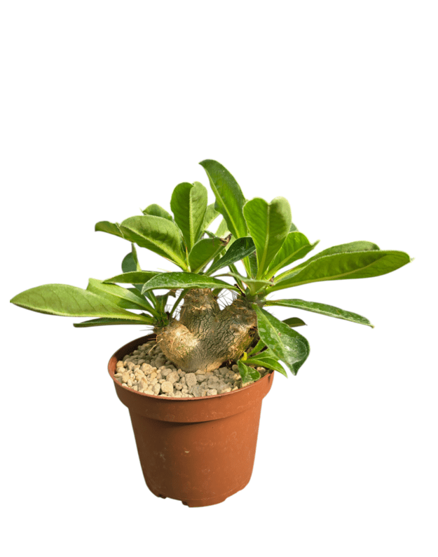 Pachypodium saundersii
