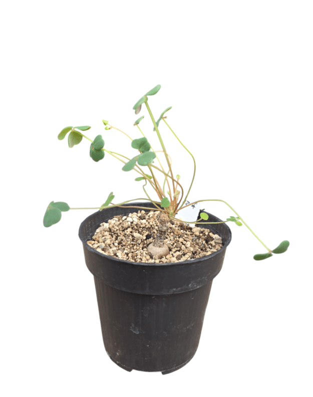 Oxalis sp.